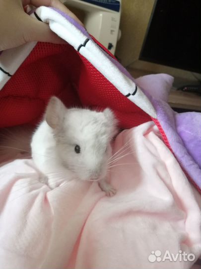 Шиншилла (мальчик)