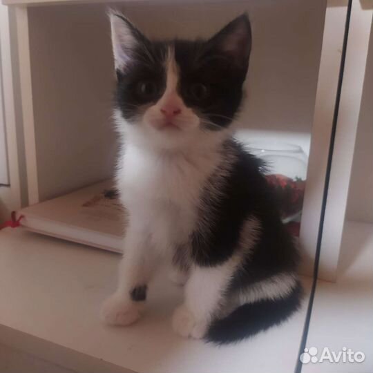 Кошка в дар бесплатно