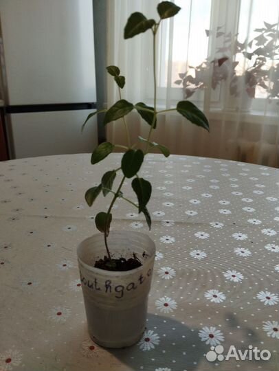 Фуксия Southgate