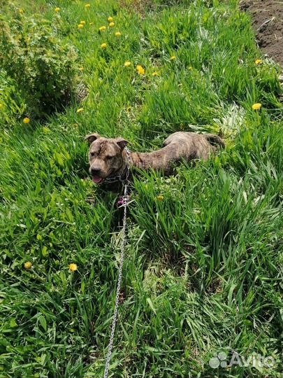 Питбультерьер