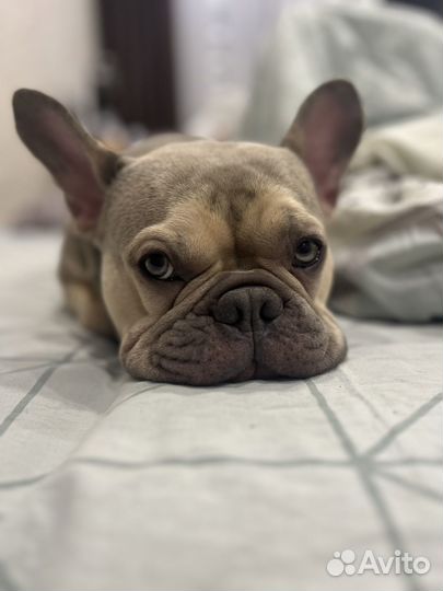 Французский бульдог