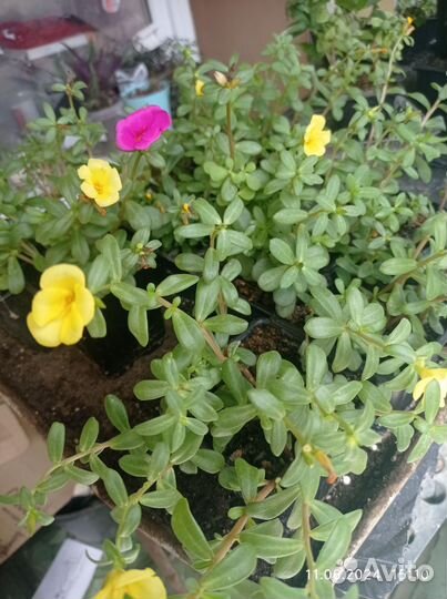 Портулак рассада