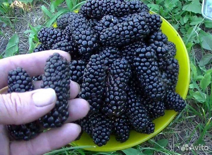 Ежевика Карака Блэк в горшке зкс