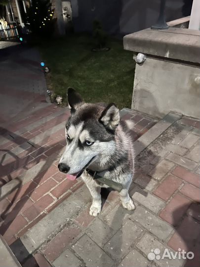 Найдена собака хаски