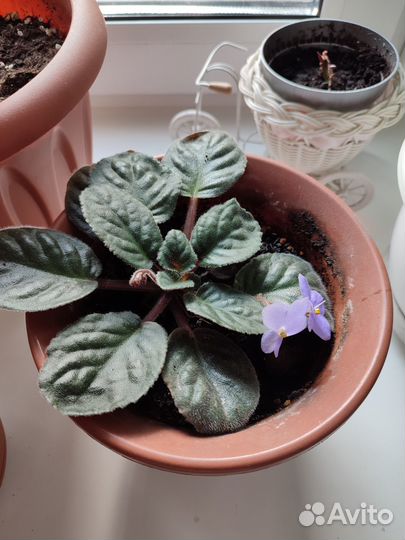 Комнатные растения