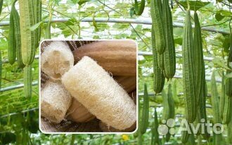 Люффа цилиндрическая(мочалка) семена