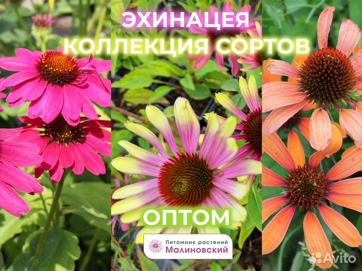 Многолетние зкс Оптом Прямые поставки