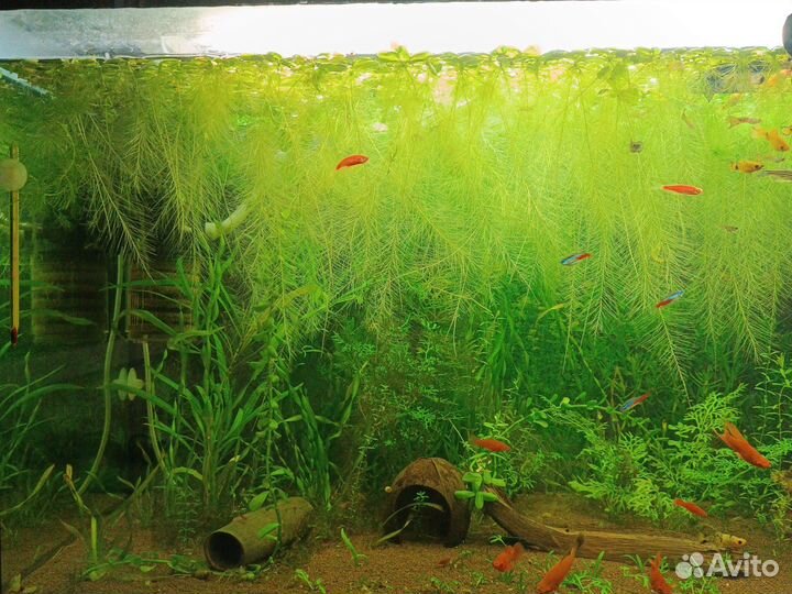 Пистия, роголистник