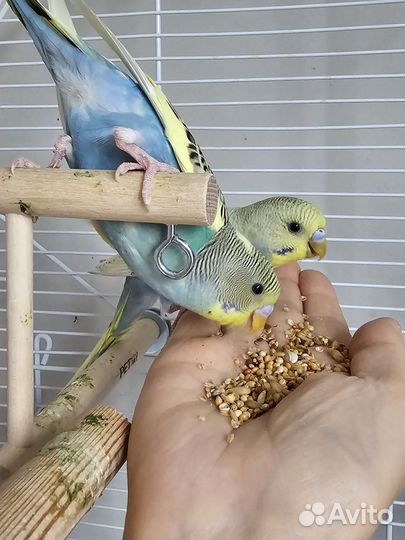 Птенцы волнистый попугай