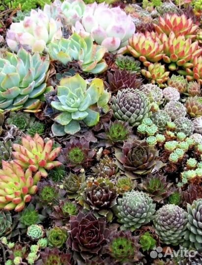 Комнатные цветы