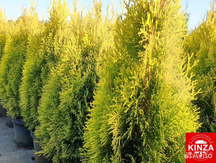 Туя смарагд 1,96 м