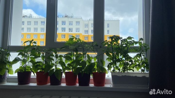 Рассада острых перцев carolina reaper