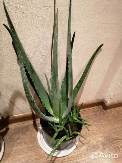 Алоэ вера 4-5летнее