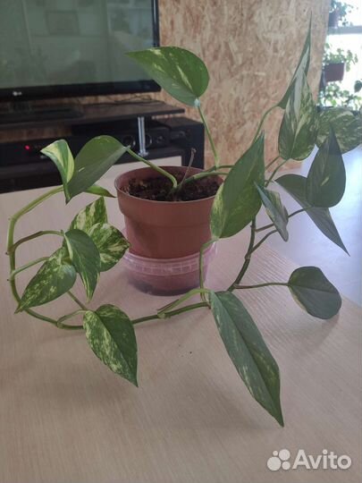 Традесканции, сингониум, сциндапсус, аптения