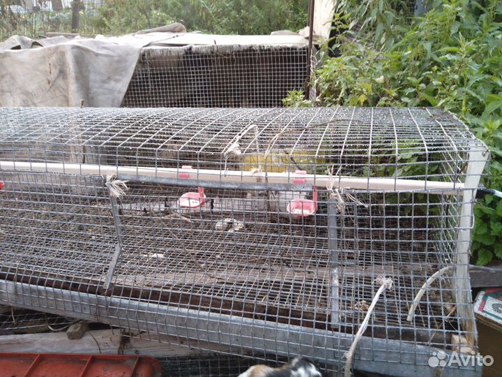 Клетки для выращивания птицы