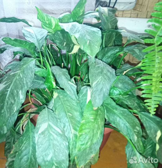 Комнатные растения, доллар. дерево- замиокулькас