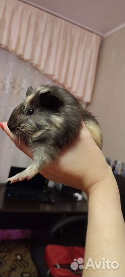 Морская свинка бесплатно