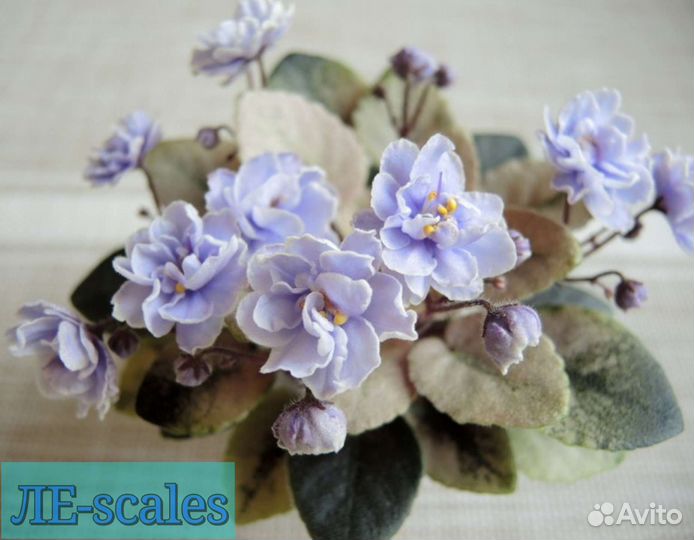 Сортовые микромини фиалки