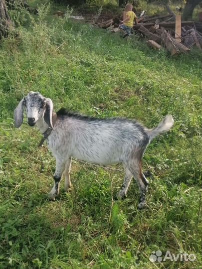 Козел и козел