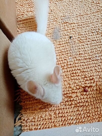Белые шиншиллы мал и дев
