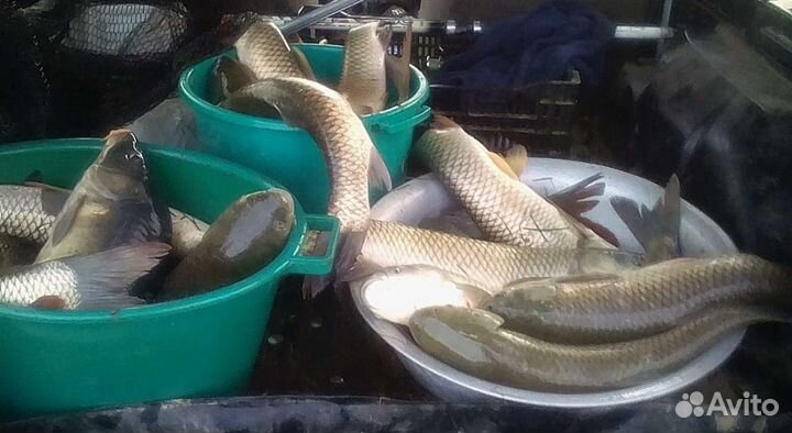 Платная рыбалка