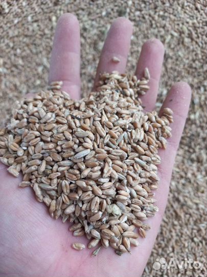 Пшеница ячмень