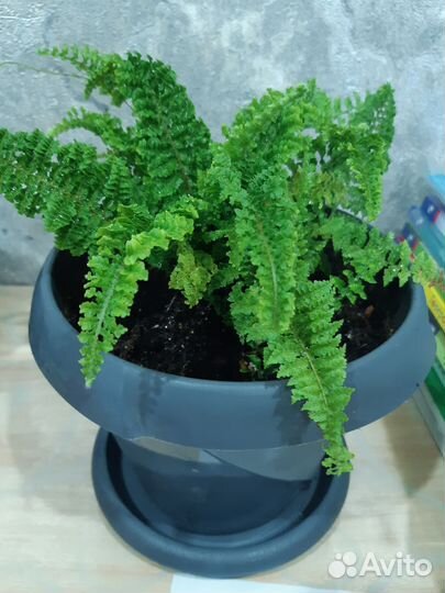 Папоротник