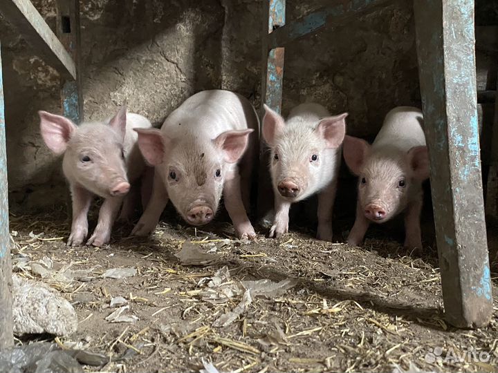Поросята