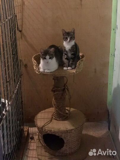 Кошки в добрые руки