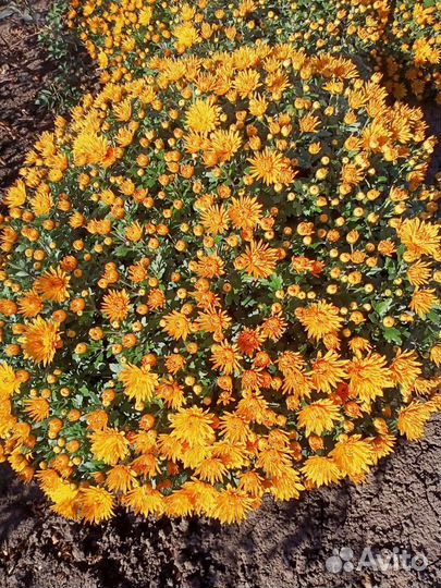 Хризантема шаровидная мультифлора
