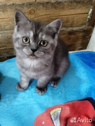 Британские котята