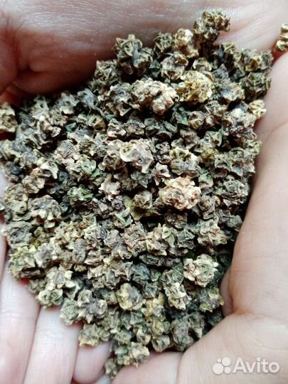 Семена кормовой свеклы