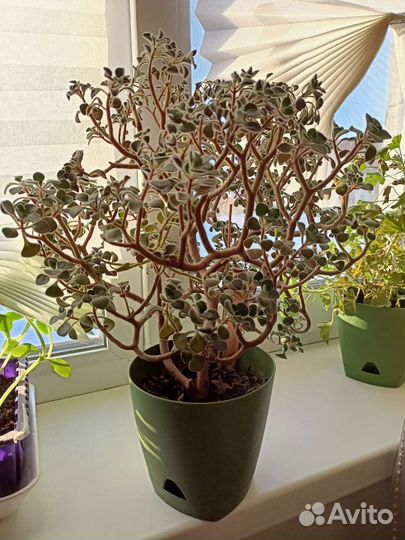 Сансевиерия, аихризон, домашняя мята