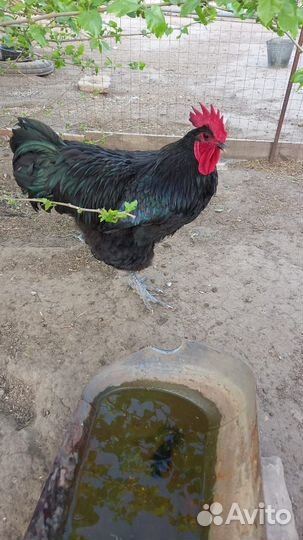 Петух