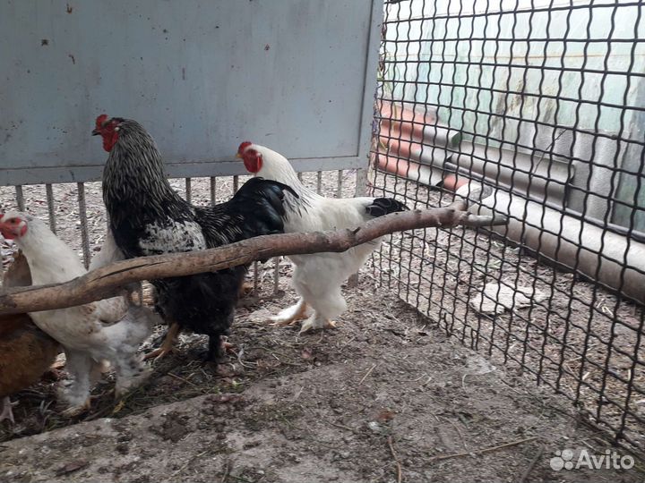 Петух Брама