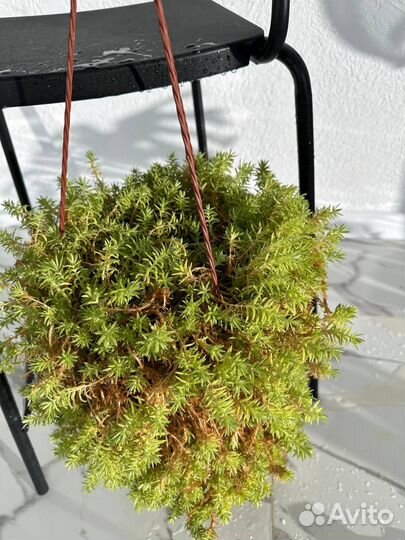 Очиток микс