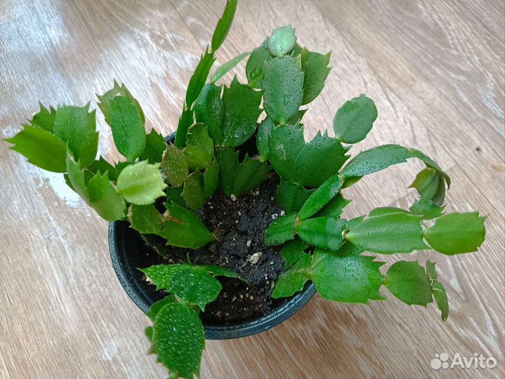 Декабрист шлюмбергера