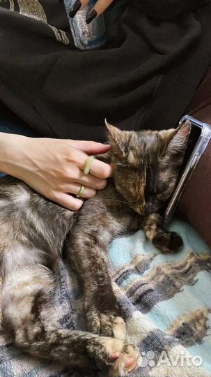 Кошечка молоденькая