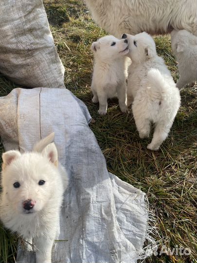 Якутская лайка