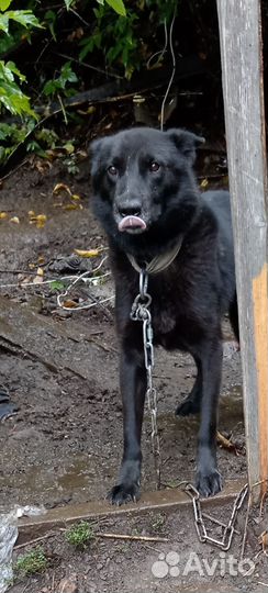 Пёс в добрые руки