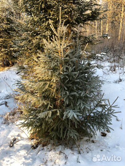 Ель новогодняя