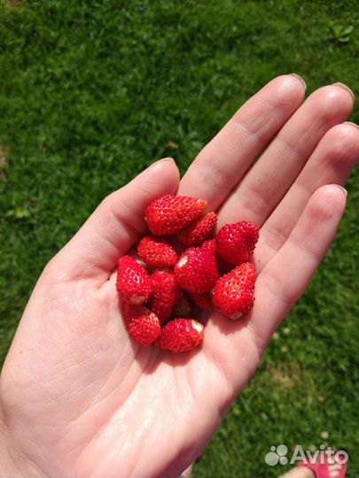Земляника настоящая Барон Салемахер