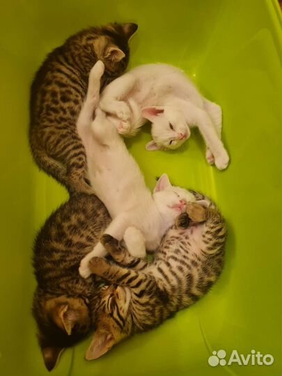 Бенгальские котята