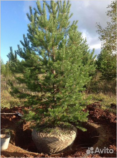 Сосна крупномер 4-5 м
