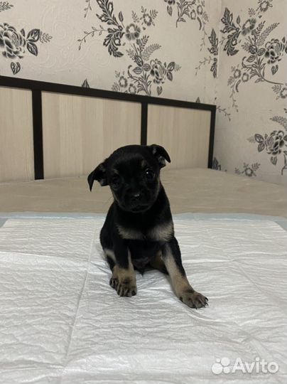 Той-терьер щенки