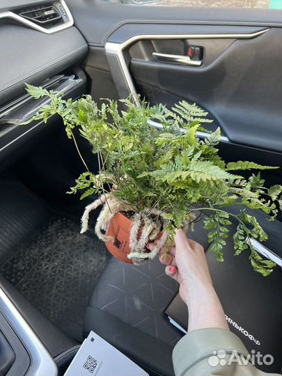 Папоротник давалия