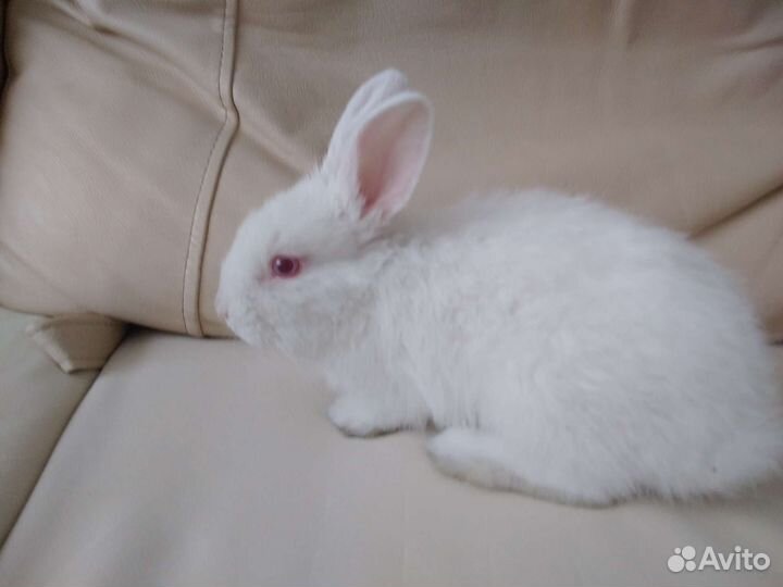 Декоративные кролики