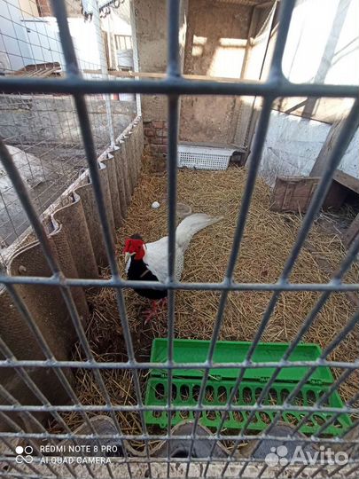 Цесарки,фазан, петухи