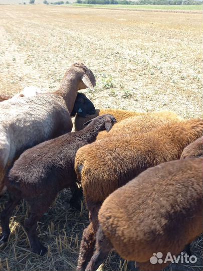 Бараны гиссарские