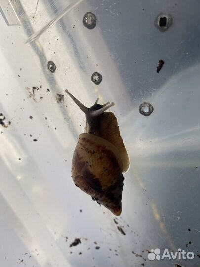 Улитка Ахитина